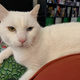 Image for article titled The Cats Of Kotaku